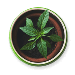 potted plant.png
